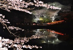 池の中の夜桜