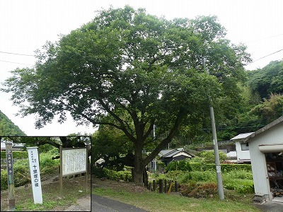 十里塚の榎