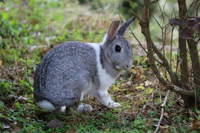 うさぎ