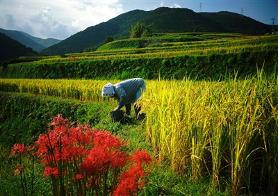 守り継ぐ荒川の棚田